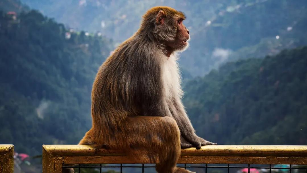 Monkey Mountain