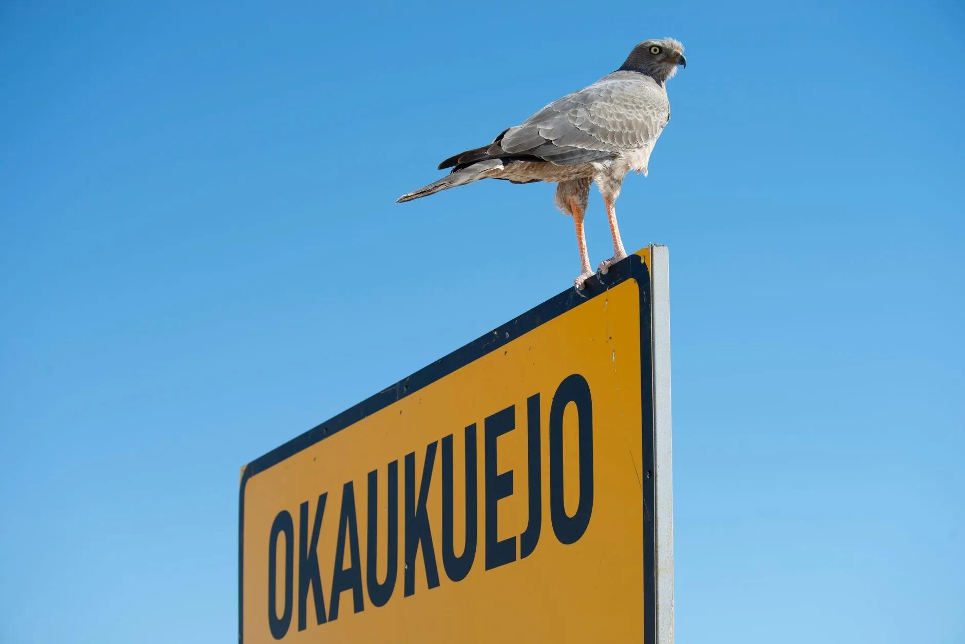 Okaukuejo